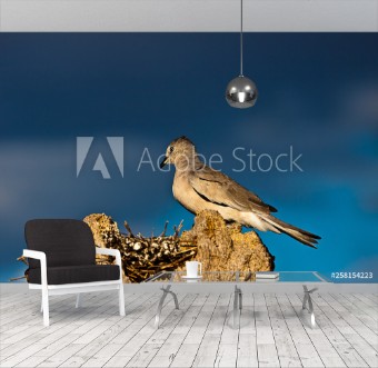 Image de Rolinha Branca